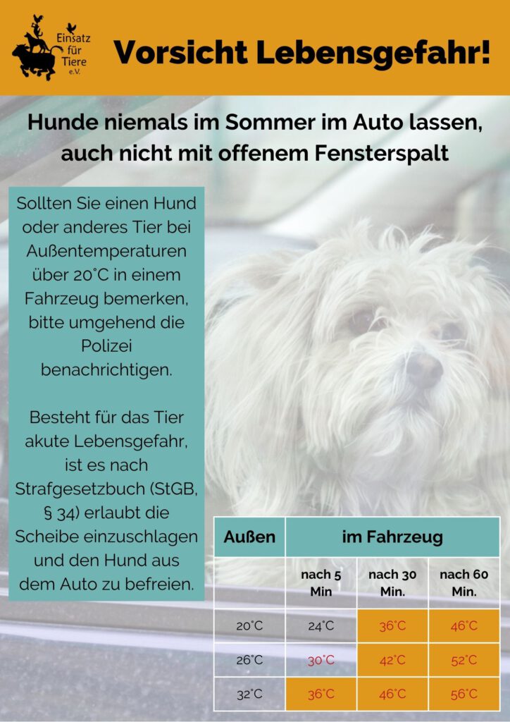 Lebensgefahr für Hunde im Auto