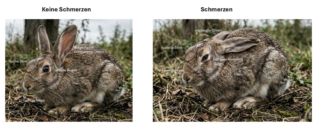 Schmerzen erkennen Kaninchen